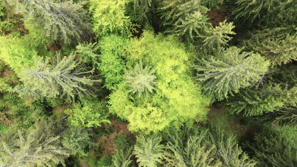Spruce Forest. Slow Motion. Carpathian Mountains. Ukraine. Aerial. alt