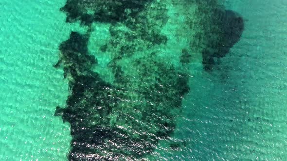 Seaweed and Coral Reef on a Clear Tropical Shallow Sea Floor With White Sand alt