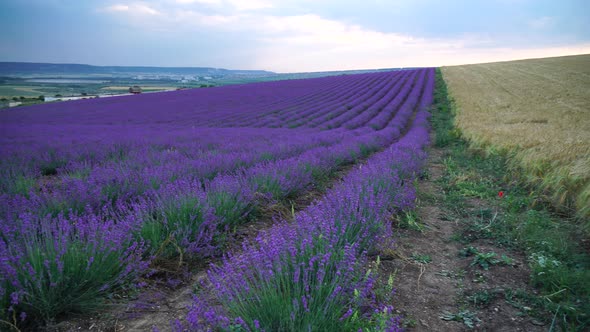 Wheat Field in Countryside Close Up alt