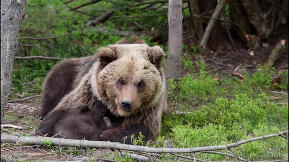 Bear Cub 1