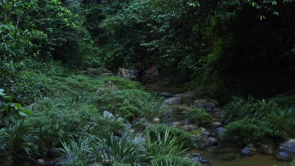 A small stream in a tropical forest covered in many small plants alt