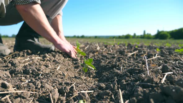 Profile of Young Male Farmer Caring About Small Green Sprouts of Sunflower at Field During Drought alt