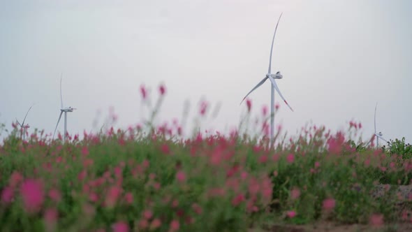 In a Beautiful Field with Pink Flowers Work Windmills alt