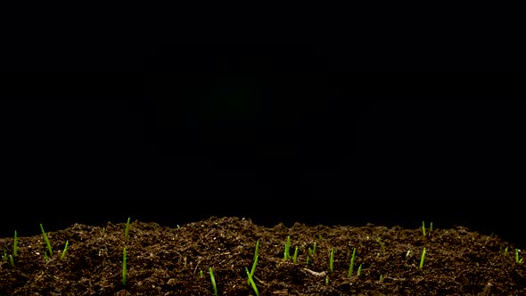 Wheat Seeds Germinate in the Ground alt