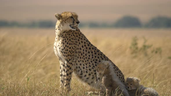 Cheetah with two cubs alt