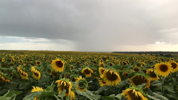 Field of Flowers sunflower against the sky. Sunflower swaying in the wind. Beautiful fields 