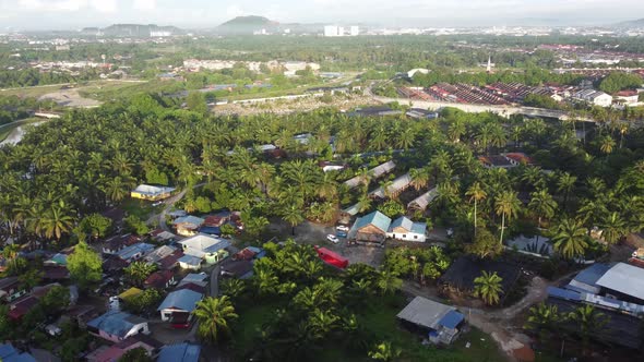 Aerial morning view of oil palm estate alt