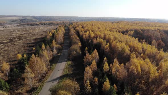 Flight Over The Road And Autumn Birch Forest