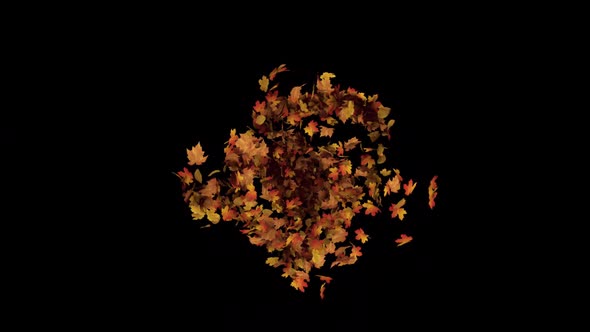 Maple Swirl Burst alt