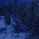 Snow Fall In Pine Forest At Night - VideoHive Item for Sale