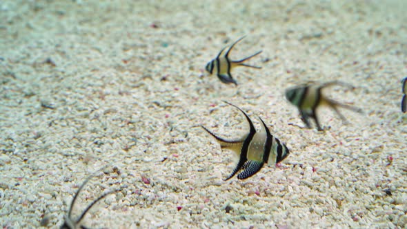 Banggai cardinalfish or Longfins cardinalfish (Pterapogon kauderni) in water