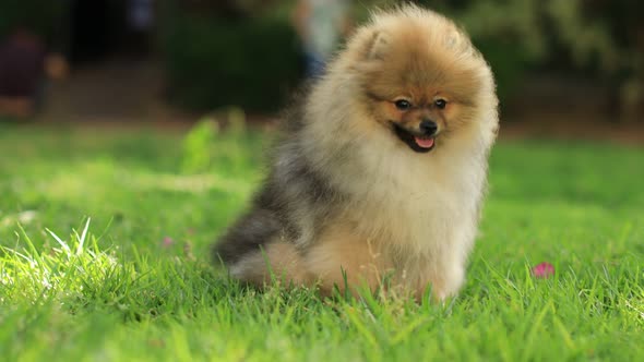 Cutest Little Pedigree Pomeranian Puppy Resting on a Lawn Looks at Camera