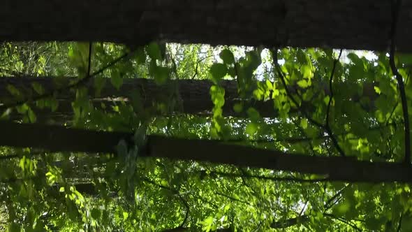Vertical Video of a Forest with Trees alt