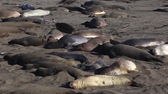 Elephant Seals Cluster Together To Rest And Sleep On Beach Sand At San Simeon, Big Sur, California- alt