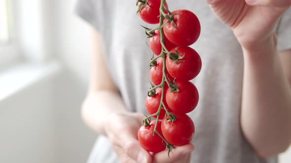Branch with Lots of Ripe Cherry Tomatoes in the Hands of a Farm Employee Closeup View