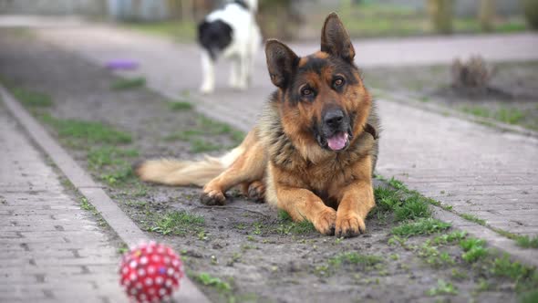 Beautiful German Shepherd Dog Outdoor