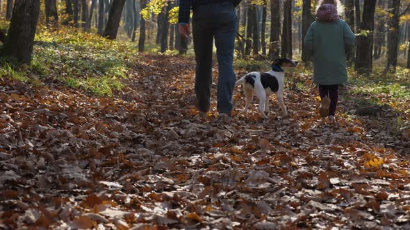 A man with a dog on a leash walks through foliage in an autumn forest in slow motion alt