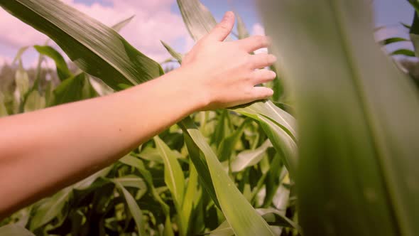 Boy's Hand Stroking Corn Leaves in Field at Summer Close Up Cinematic Shot
