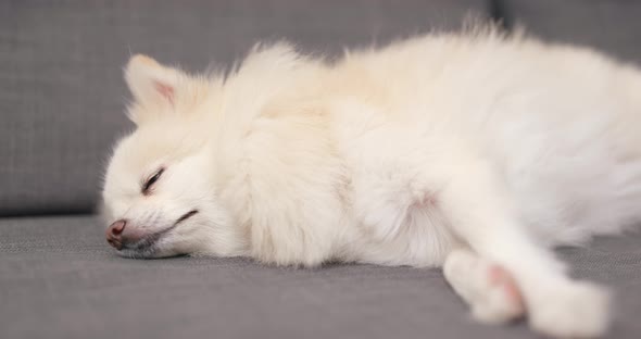 Pomeranian dog lying on sofa alt