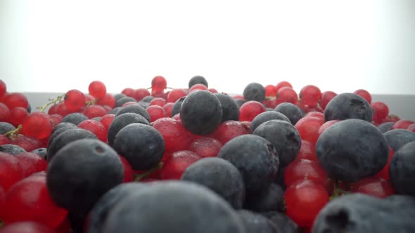 Wild Berries Red Currants and Black Lingonberries are Poured with Water Splashes in Slow Motion alt