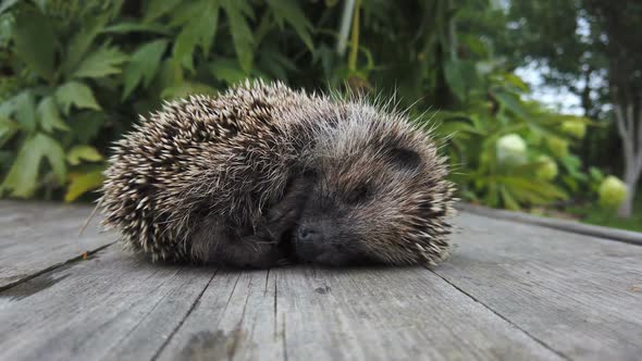 Little Hedgehog Cringing From the Cold Sleeping
