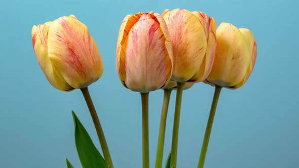 Tulips Blossoming Timelapse alt
