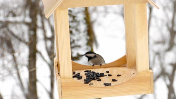 Bird Feeder in the Park alt