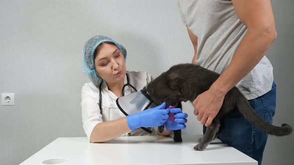 Woman Veterinarian with the Help of the Man's Owner Bandages the Paw of a Gray Cat alt