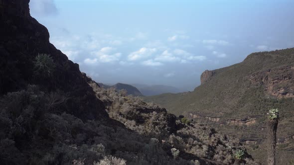 Static Shot of Kilimanjaro Environment with lots of Trees, Looking in Far distance. Blue Sky with so alt