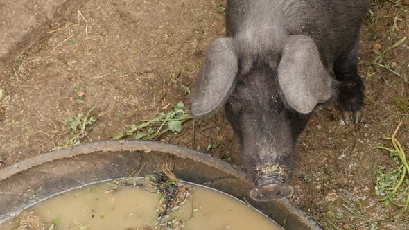 Top view of domesticated pig in the barn slow-mo   1920X1080 HD footage - Slow motion black animal l alt