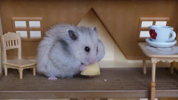 Cute Fluffy Hamster Pet Eating Cheese in the House