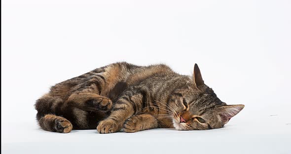 Brown Tabby Domestic Cat resting on White Background, Real Time 4K