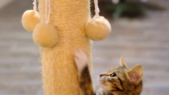 Little Striped Red and Grey Kitten Play and Climbs the Scratching Post in Christmas Room alt