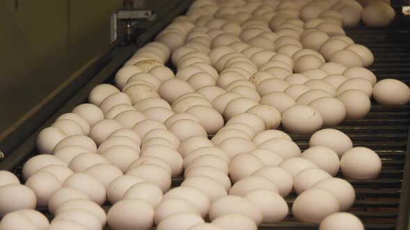 White Eggs on conveyor belt in farmer factory alt