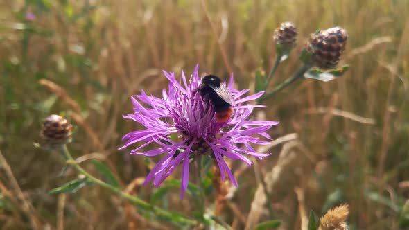 A bee sits on a flowering cornflower. A bee collects nectar from flowers. Pollination of flowers by