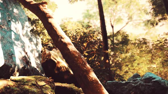 Sunshine in a Tropical Forest alt