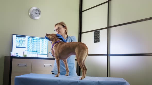 Wdie Sview of Female Veterinarian with the Help of a Stethoscope Examines the Dog in Clinic Health alt