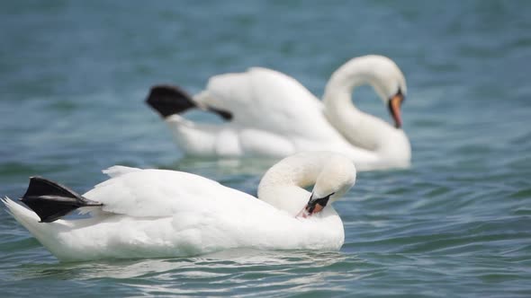 A Beautiful Pair of Large White Swans Slowly Float on the Waves Closeup