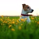 Jack Russel Terrier on Flowers Meadow - VideoHive Item for Sale