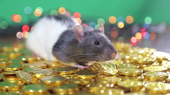 The Rat Bathes in Gold Coins alt