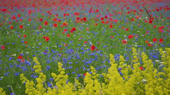 Colorful flower field with Castelluccio di Norcia in background