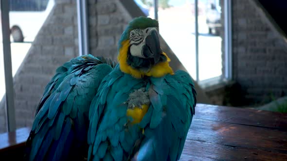 Slomo of a Beautiful Blue and Yellow Macaw Parrot Looking in Camera. Namibia, Africa alt