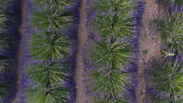 Lavender Field Agriculture Cultivation Aerial View alt