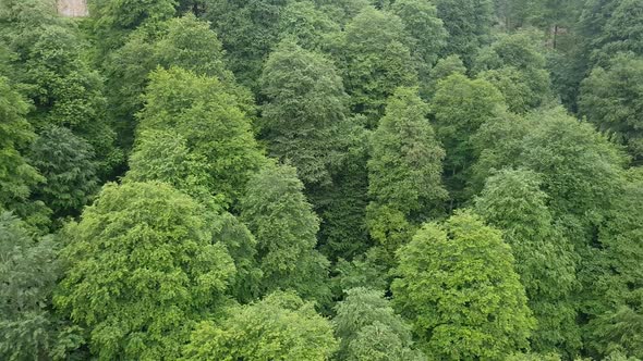 Flight Over Coniferous Forest with Thujas