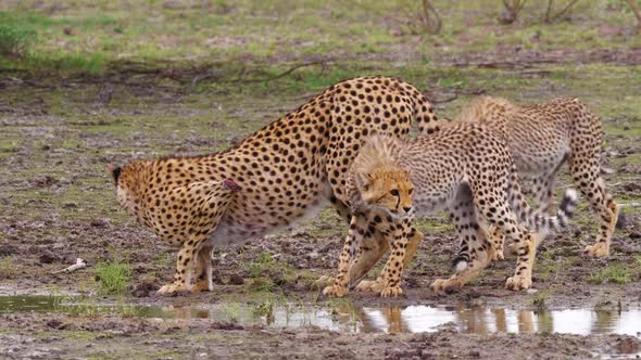 Cheetah female with wound on front leg drinking with her cubs, Kalahari alt