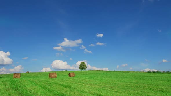 Shot of Lonely Tree on  Green Field With Hay Bales