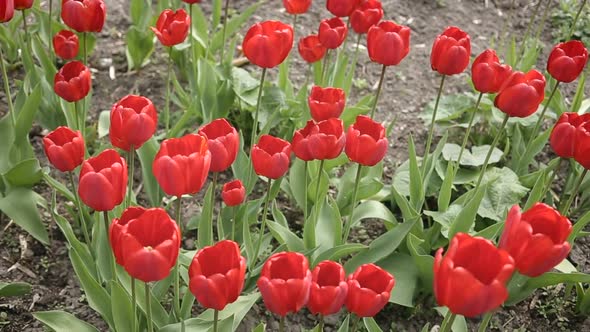 Red Tulips on the Wind in the Garden