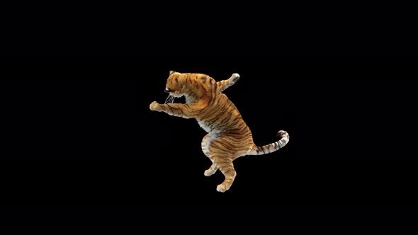 Tiger Dancing 4K alt