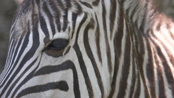 Extreme close up of wild black white zebra looking into camera during sunny day in wilderness alt
