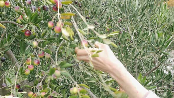 Woman Harvesting Olive Tree on Plantation